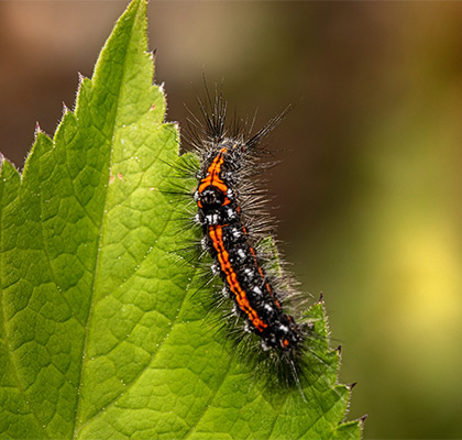 Insecte nuisible sur une feuille