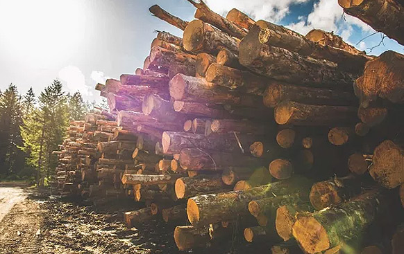 Acheter Copeaux de bois dur d'arbres feuillus