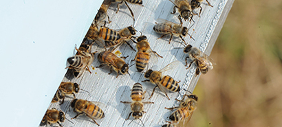 Focus sur la préservation des abeilles par Cookut